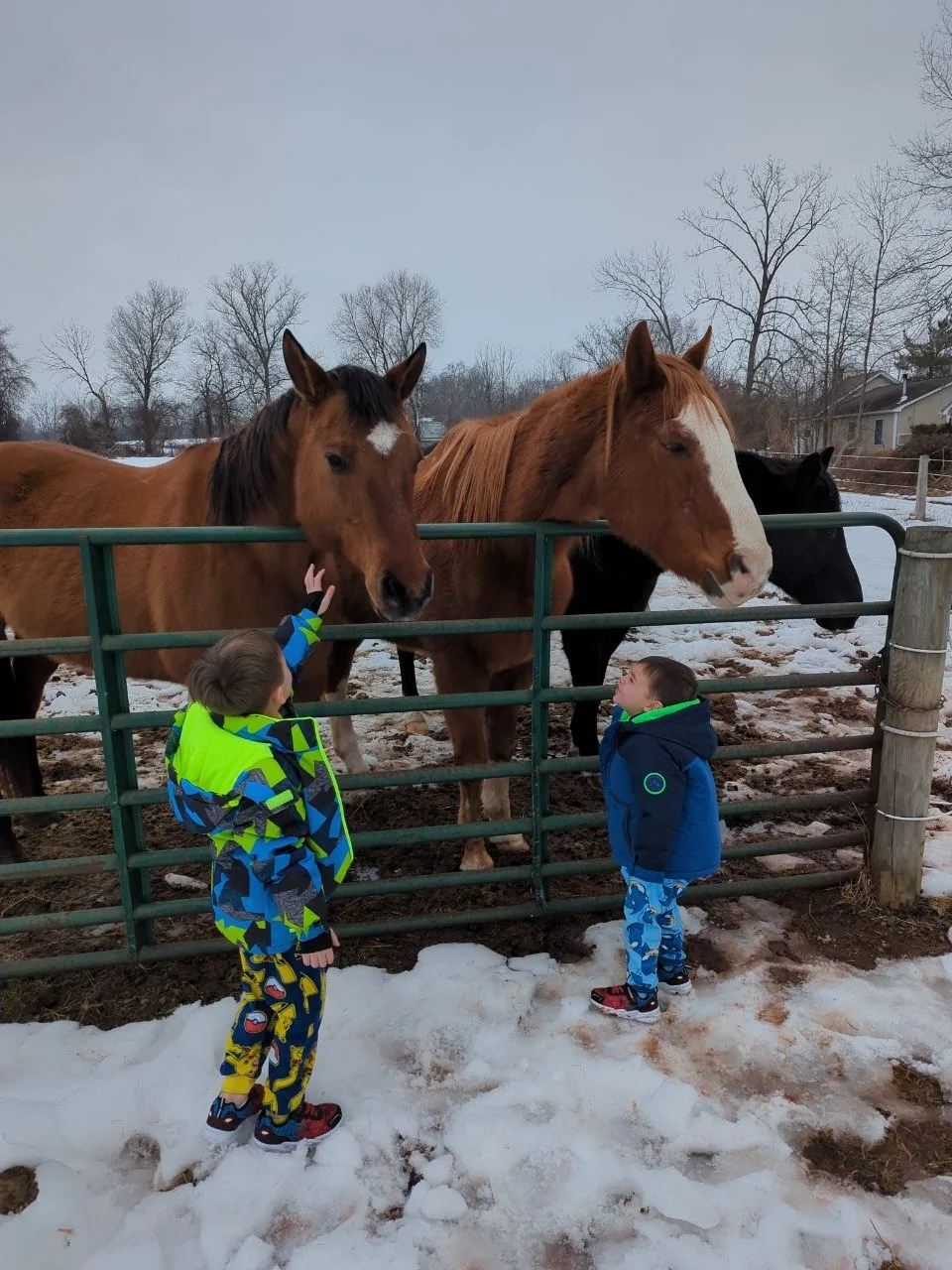 Farm and horses at Legend Equestrian