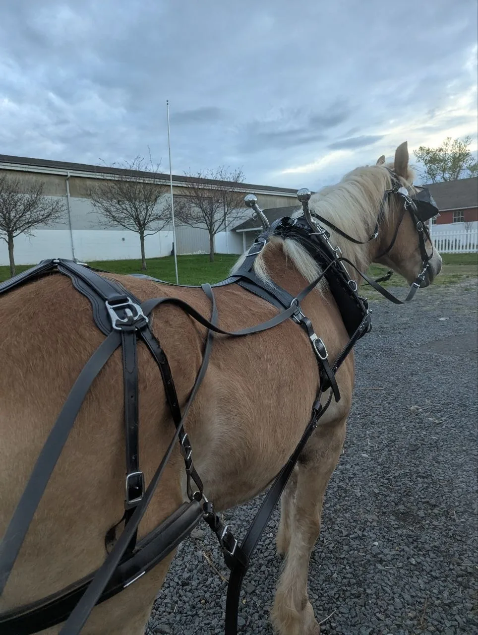 Life on the farm at Legend Equestrian