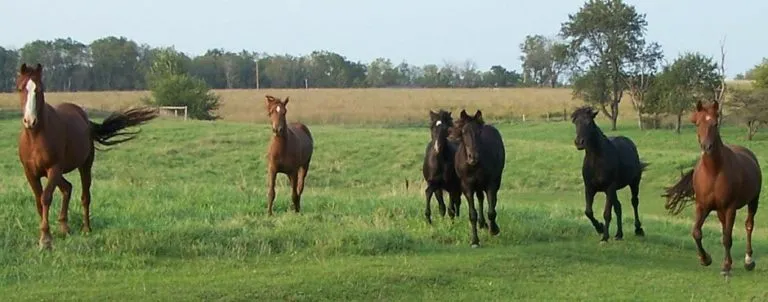 Horses running in field