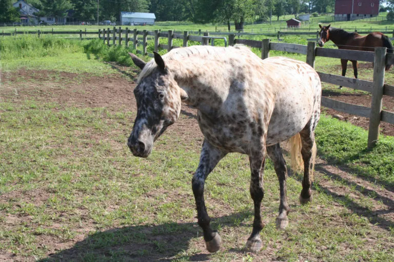 English riding lessons at Legend Equestrian
