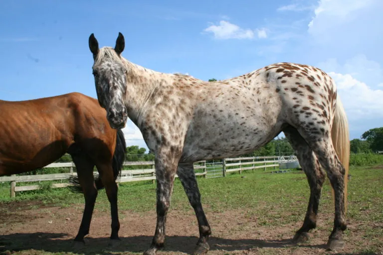 New Jersey equestrian programs