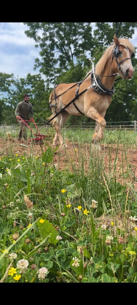 Evan with a horse on the property