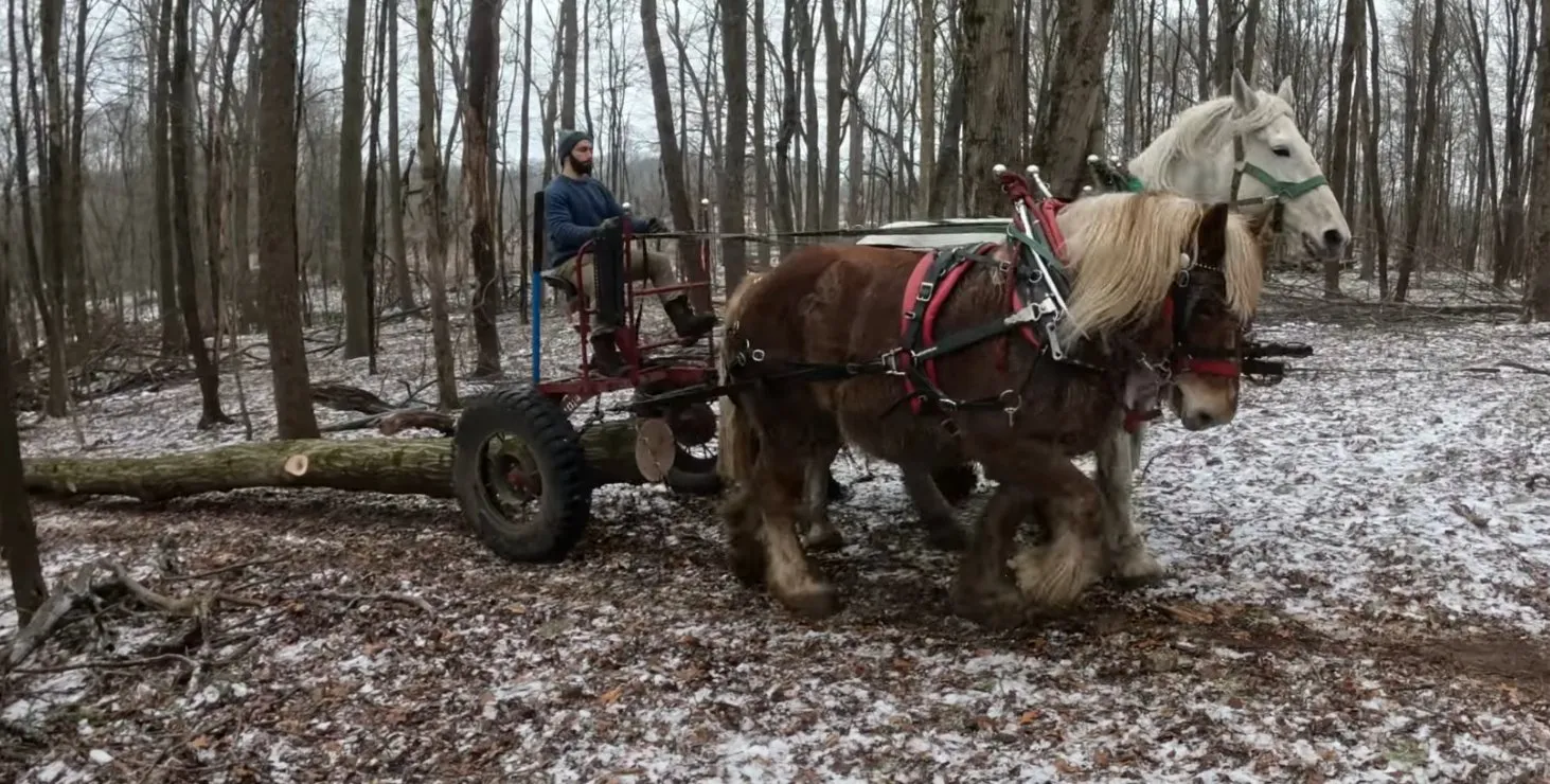 Evan with draft horses logging